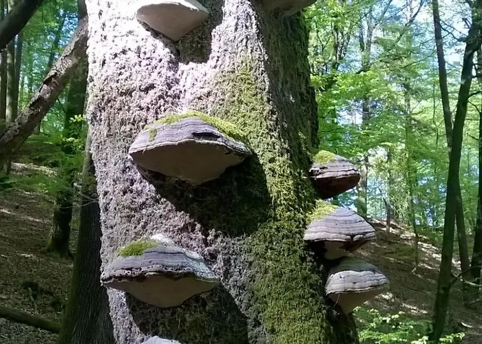 Du Coucou In By Interhome Appartement