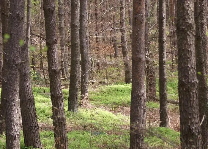 Du Coucou In By Interhome Appartement Lichtenberg